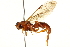  ( - CNCHYM 013485)  @11 [ ] CreativeCommons - Attribution (2012) CNC/CBG Photography Group Centre for Biodiversity Genomics