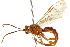  ( - CNCHYM 013486)  @11 [ ] CreativeCommons - Attribution (2012) CNC/CBG Photography Group Centre for Biodiversity Genomics