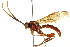  ( - CNCHYM 013487)  @11 [ ] CreativeCommons - Attribution (2012) CNC/CBG Photography Group Centre for Biodiversity Genomics
