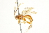  ( - CNCHYM 013491)  @11 [ ] CreativeCommons - Attribution (2012) CNC/CBG Photography Group Centre for Biodiversity Genomics