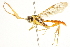  ( - CNCHYM 013492)  @11 [ ] CreativeCommons - Attribution (2012) CNC/CBG Photography Group Centre for Biodiversity Genomics