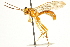 ( - CNCHYM 013493)  @11 [ ] CreativeCommons - Attribution (2012) CNC/CBG Photography Group Centre for Biodiversity Genomics