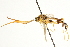  ( - CNCHYM 013495)  @13 [ ] CreativeCommons - Attribution (2012) CNC/CBG Photography Group Centre for Biodiversity Genomics