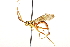  ( - CNCHYM 013497)  @11 [ ] CreativeCommons - Attribution (2012) CNC/CBG Photography Group Centre for Biodiversity Genomics