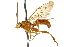  ( - CNCHYM 013501)  @11 [ ] CreativeCommons - Attribution (2012) CNC/CBG Photography Group Centre for Biodiversity Genomics