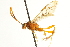  ( - CNCHYM 013517)  @11 [ ] CreativeCommons - Attribution (2012) CNC/CBG Photography Group Centre for Biodiversity Genomics