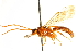  ( - CNCHYM 013519)  @11 [ ] CreativeCommons - Attribution (2012) CNC/CBG Photography Group Centre for Biodiversity Genomics