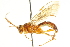  ( - CNCHYM 013522)  @13 [ ] CreativeCommons - Attribution (2012) CNC/CBG Photography Group Centre for Biodiversity Genomics