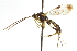 ( - CNCHYM 013576)  @14 [ ] CreativeCommons - Attribution (2012) CNC/CBG Photography Group Centre for Biodiversity Genomics