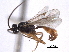  ( - CNCHYM 013599)  @11 [ ] CreativeCommons - Attribution (2012) CNC/CBG Photography Group Centre for Biodiversity Genomics