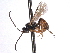  ( - CNCHYM 013601)  @11 [ ] CreativeCommons - Attribution (2012) CNC/CBG Photography Group Centre for Biodiversity Genomics