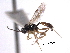  ( - CNCHYM 013602)  @11 [ ] CreativeCommons - Attribution (2012) CNC/CBG Photography Group Centre for Biodiversity Genomics