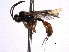  ( - CNCHYM 013603)  @11 [ ] CreativeCommons - Attribution (2012) CNC/CBG Photography Group Centre for Biodiversity Genomics