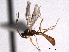  ( - CNCHYM 013749)  @11 [ ] CreativeCommons - Attribution (2012) CNC/CBG Photography Group Centre for Biodiversity Genomics