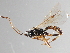  ( - CNCHYM 014620)  @11 [ ] CreativeCommons - Attribution (2012) CNC/CBG Photography Group Centre for Biodiversity Genomics