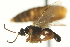  ( - CNCHYM 014717)  @11 [ ] CreativeCommons - Attribution (2012) CNC/CBG Photography Group Centre for Biodiversity Genomics
