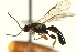  ( - CNCHYM 014720)  @11 [ ] CreativeCommons - Attribution (2012) CNC/CBG Photography Group Centre for Biodiversity Genomics