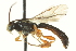  ( - CNCHYM 014740)  @11 [ ] CreativeCommons - Attribution (2012) CNC/CBG Photography Group Centre for Biodiversity Genomics