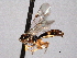  (Mesochorus flaviceps - CNCHYM 016460)  @13 [ ] CreativeCommons - Attribution (2012) CNC/CBG Photography Group Centre for Biodiversity Genomics