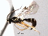  ( - CNCHYM 016466)  @13 [ ] CreativeCommons - Attribution (2012) CNC/CBG Photography Group Centre for Biodiversity Genomics