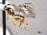  ( - CNCHYM 016482)  @12 [ ] CreativeCommons - Attribution (2012) CNC/CBG Photography Group Centre for Biodiversity Genomics