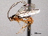  ( - CNCHYM 016483)  @13 [ ] CreativeCommons - Attribution (2012) CNC/CBG Photography Group Centre for Biodiversity Genomics