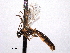 (Saotis clypeata - CNCHYM 016615)  @11 [ ] CreativeCommons - Attribution (2012) CNC/CBG Photography Group Centre for Biodiversity Genomics