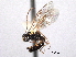  ( - CNCHYM 016617)  @11 [ ] CreativeCommons - Attribution (2012) CNC/CBG Photography Group Centre for Biodiversity Genomics