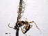  (Saotis heteropus - CNCHYM 016618)  @11 [ ] CreativeCommons - Attribution (2012) CNC/CBG Photography Group Centre for Biodiversity Genomics