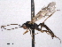  ( - CNCHYM 016619)  @11 [ ] CreativeCommons - Attribution (2012) CNC/CBG Photography Group Centre for Biodiversity Genomics