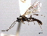  ( - CNCHYM 016620)  @11 [ ] CreativeCommons - Attribution (2012) CNC/CBG Photography Group Centre for Biodiversity Genomics