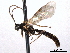  ( - CNCHYM 016621)  @11 [ ] CreativeCommons - Attribution (2012) CNC/CBG Photography Group Centre for Biodiversity Genomics