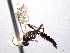  ( - CNCHYM 016622)  @11 [ ] CreativeCommons - Attribution (2012) CNC/CBG Photography Group Centre for Biodiversity Genomics