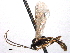  ( - CNCHYM 016623)  @11 [ ] CreativeCommons - Attribution (2012) CNC/CBG Photography Group Centre for Biodiversity Genomics