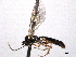  (Saotis hoeli - CNCHYM 016634)  @14 [ ] CreativeCommons - Attribution (2012) CNC/CBG Photography Group Centre for Biodiversity Genomics