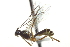  ( - CNCHYM 017539)  @13 [ ] CreativeCommons - Attribution (2012) CNC/CBG Photography Group Centre for Biodiversity Genomics