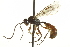  ( - CNCHYM 017636)  @13 [ ] CreativeCommons - Attribution (2012) CNC/CBG Photography Group Centre for Biodiversity Genomics