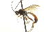  ( - CNCHYM 017740)  @11 [ ] CreativeCommons - Attribution (2012) CNC/CBG Photography Group Centre for Biodiversity Genomics