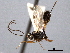  ( - CNCHYM 08856)  @11 [ ] CreativeCommons - Attribution (2012) CNC/CBG Photography Group Centre for Biodiversity Genomics