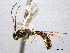  ( - CNCHYM 08859)  @11 [ ] CreativeCommons - Attribution (2012) CNC/CBG Photography Group Centre for Biodiversity Genomics