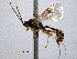  ( - CNCHYM 08862)  @11 [ ] CreativeCommons - Attribution (2012) CNC/CBG Photography Group Centre for Biodiversity Genomics