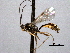  ( - CNCHYM 08863)  @11 [ ] CreativeCommons - Attribution (2012) CNC/CBG Photography Group Centre for Biodiversity Genomics