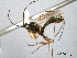 (Cremastus lepidus - CNCHYM 08864)  @11 [ ] CreativeCommons - Attribution (2012) CNC/CBG Photography Group Centre for Biodiversity Genomics