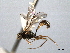  (Cremastus convergens - CNCHYM 08881)  @11 [ ] CreativeCommons - Attribution (2012) CNC/CBG Photography Group Centre for Biodiversity Genomics