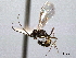  (Cremastus flavopictus - CNCHYM 08897)  @11 [ ] CreativeCommons - Attribution (2012) CNC/CBG Photography Group Centre for Biodiversity Genomics