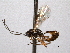  (Cremastus hesperius - CNCHYM 08903)  @11 [ ] CreativeCommons - Attribution (2012) CNC/CBG Photography Group Centre for Biodiversity Genomics