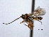  ( - CNCHYM 08931)  @11 [ ] CreativeCommons - Attribution (2012) CNC/CBG Photography Group Centre for Biodiversity Genomics
