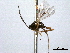  (Dolichopselephus - CNCHYM 08950)  @11 [ ] CreativeCommons - Attribution (2012) CNC/CBG Photography Group Centre for Biodiversity Genomics