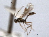  (Nothocremastus funestus - CNCHYM 08952)  @11 [ ] CreativeCommons - Attribution (2012) CNC/CBG Photography Group Centre for Biodiversity Genomics