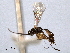  ( - CNCHYM 08953)  @11 [ ] CreativeCommons - Attribution (2012) CNC/CBG Photography Group Centre for Biodiversity Genomics